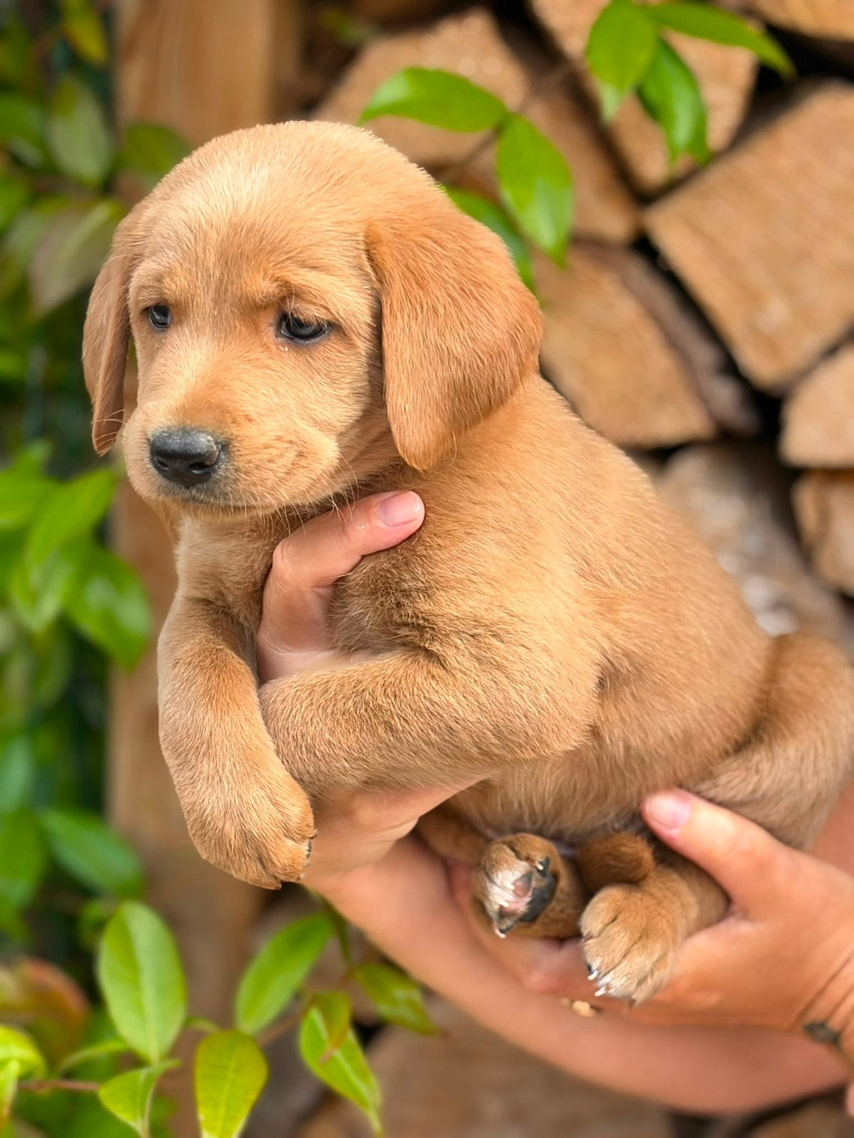 Alles gereserveerd, Overige rassen, 8 tot 15 weken, Parvo, Meerdere