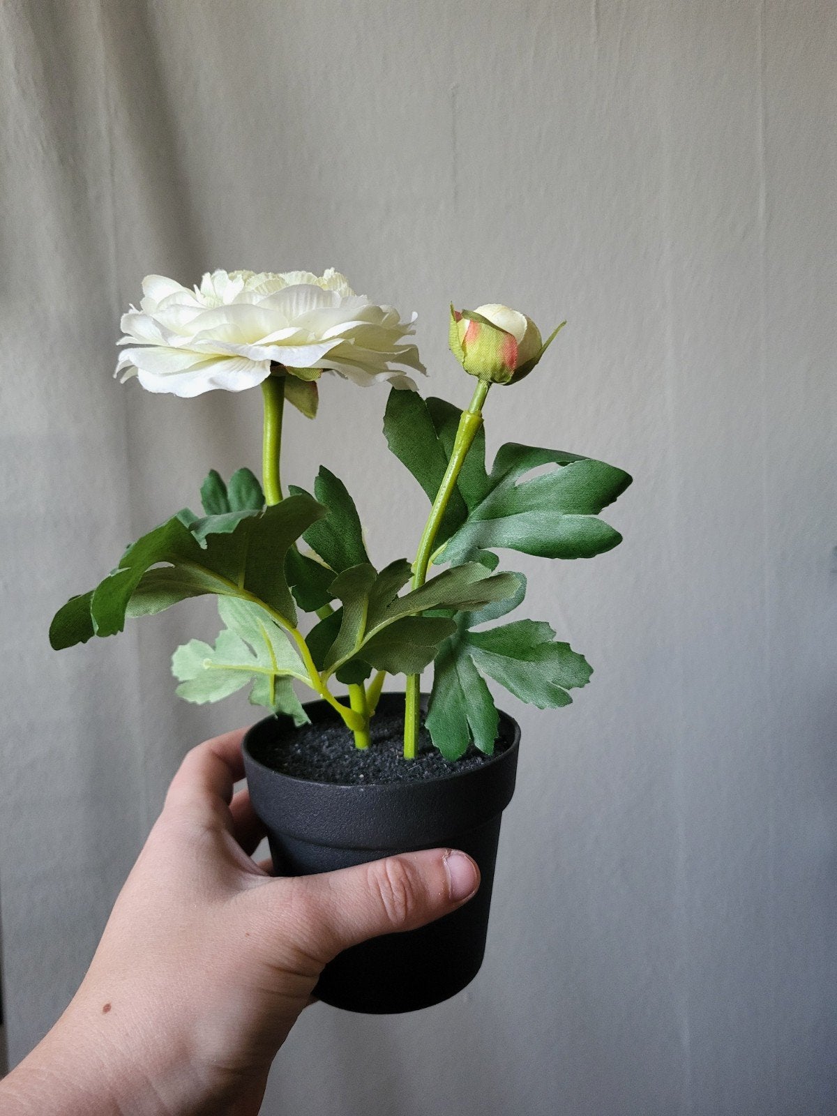 Kunst Ranonkel in Pot - Wit, Binnen, Met pot of vaas, Kunstbloem, Nieuw