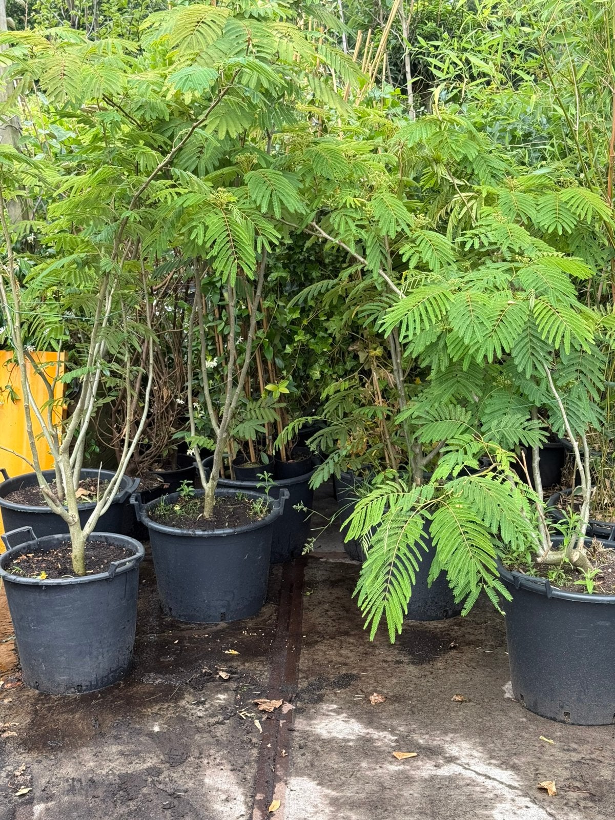 Albizia of slaap bboom struik meer stammig bol in knop 49,95, Volle zon, Vaste plant, Zomer, Ophalen