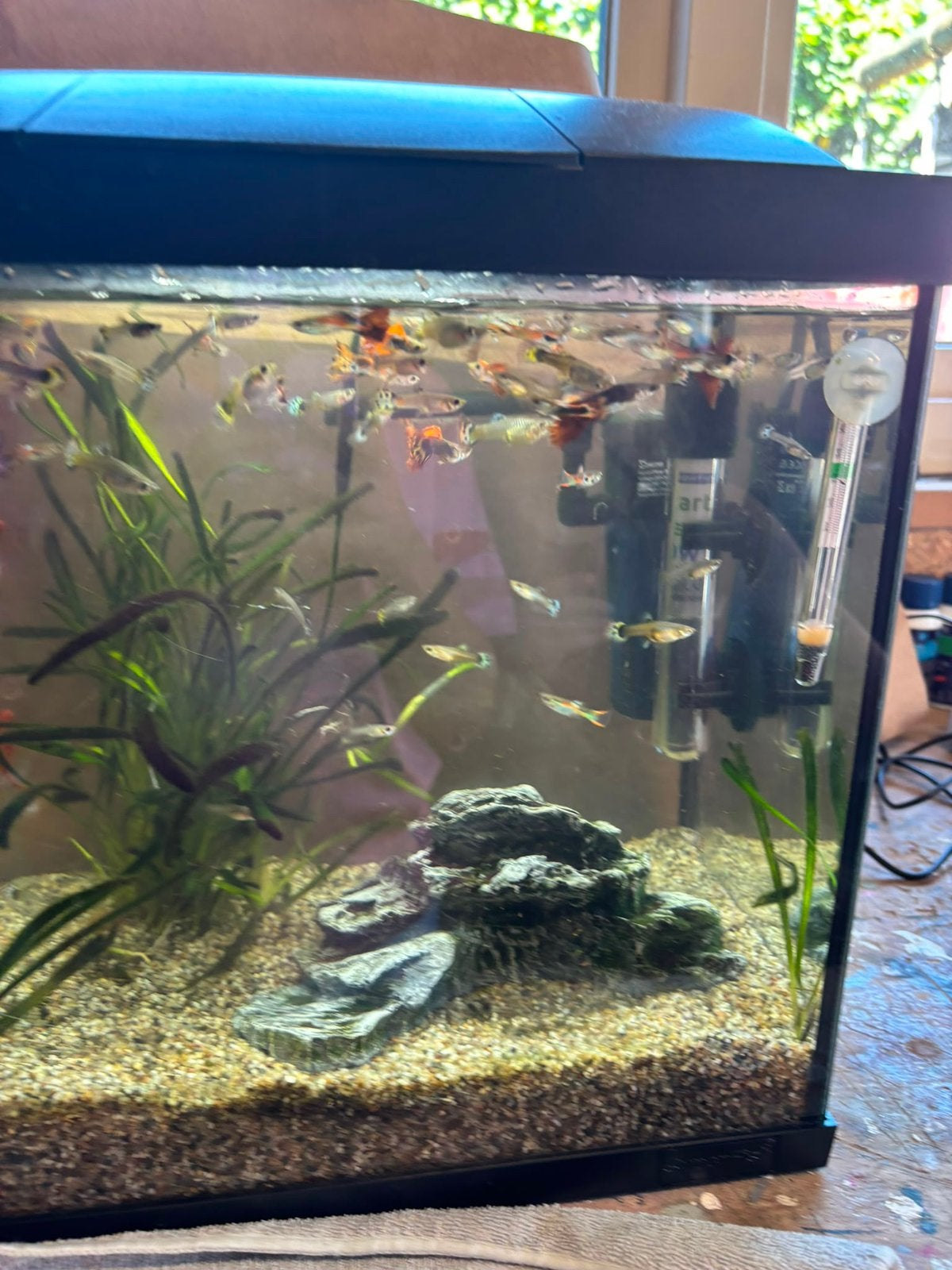 Guppies en platy’s (3), Ophalen, Zo goed als nieuw, Overige typen