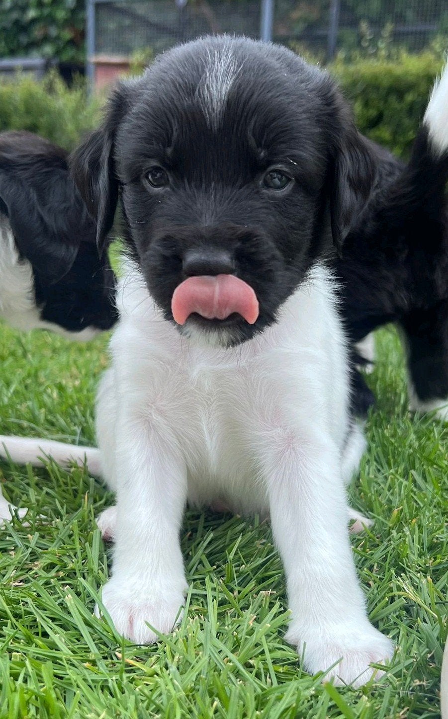 Zeer sociale en lieve Friese Stabij pups, Overige rassen, 8 tot 15 weken, Meerdere, Meerdere dieren