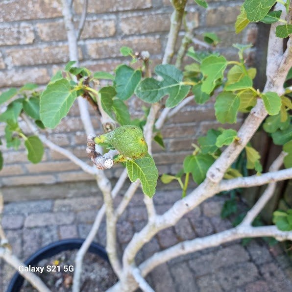 Biologische  Vijgenboom, Ophalen, Volle zon, In pot, Vijgenboom