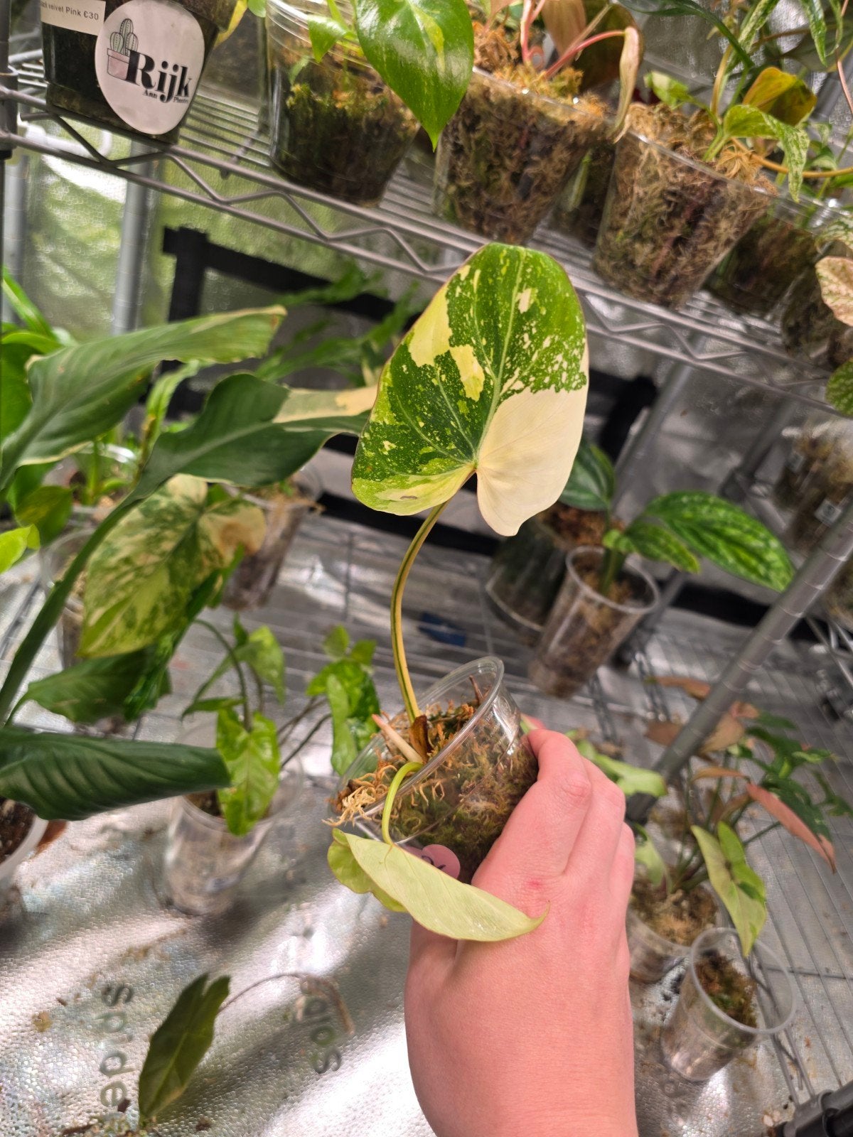 philodendron gloriosum tricolor, Ophalen of Verzenden, Halfschaduw, Minder dan 100 cm