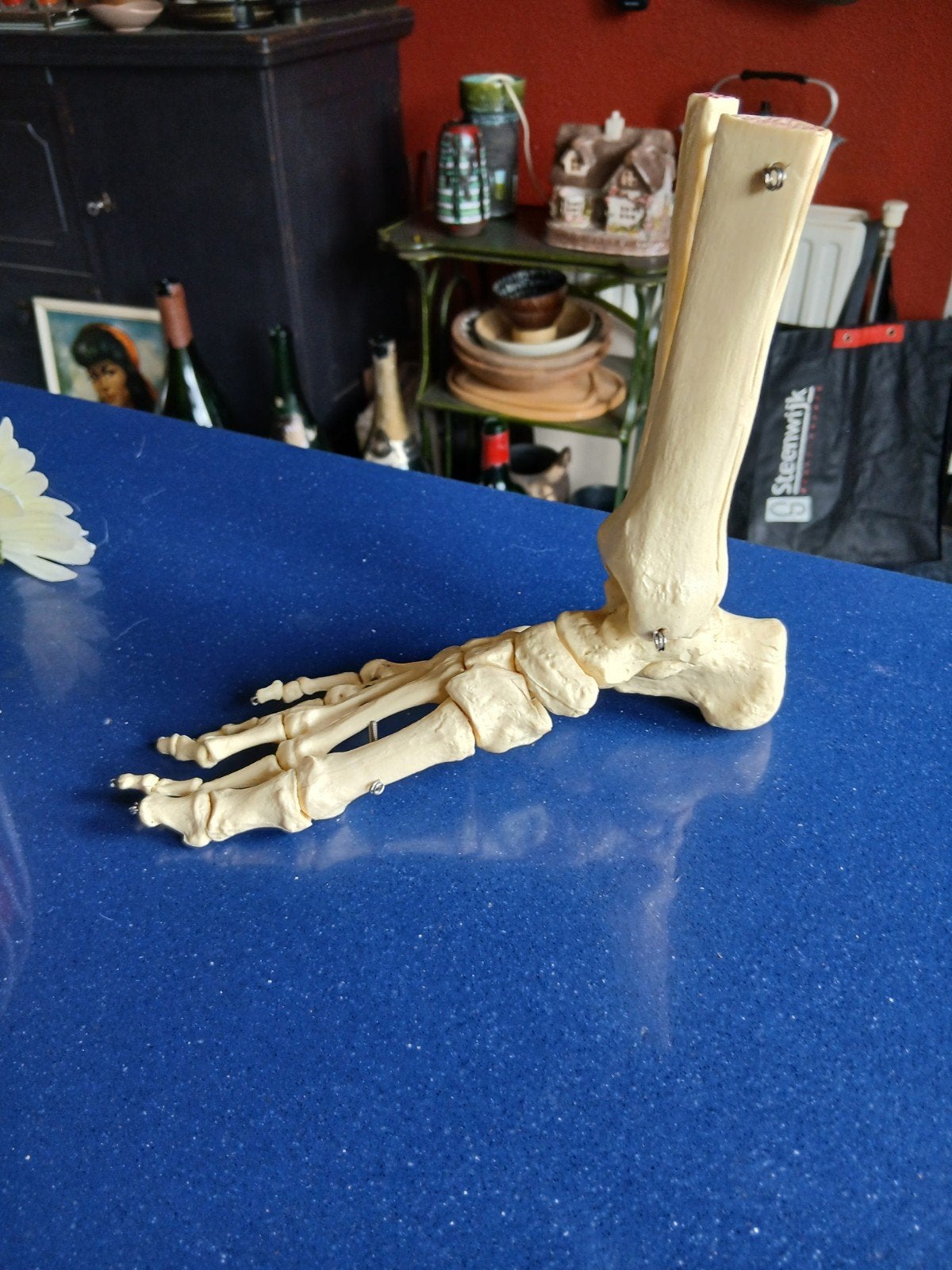 Anatomisch model, voet, Ophalen of Verzenden, Huis en Inrichting