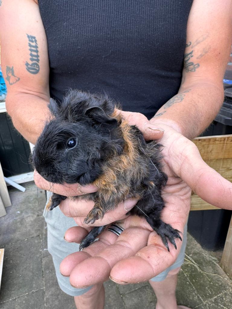 Schattige baby cavia’s te koop, Dieren en Toebehoren, Knaagdieren, April, Meerdere dieren, Cavia