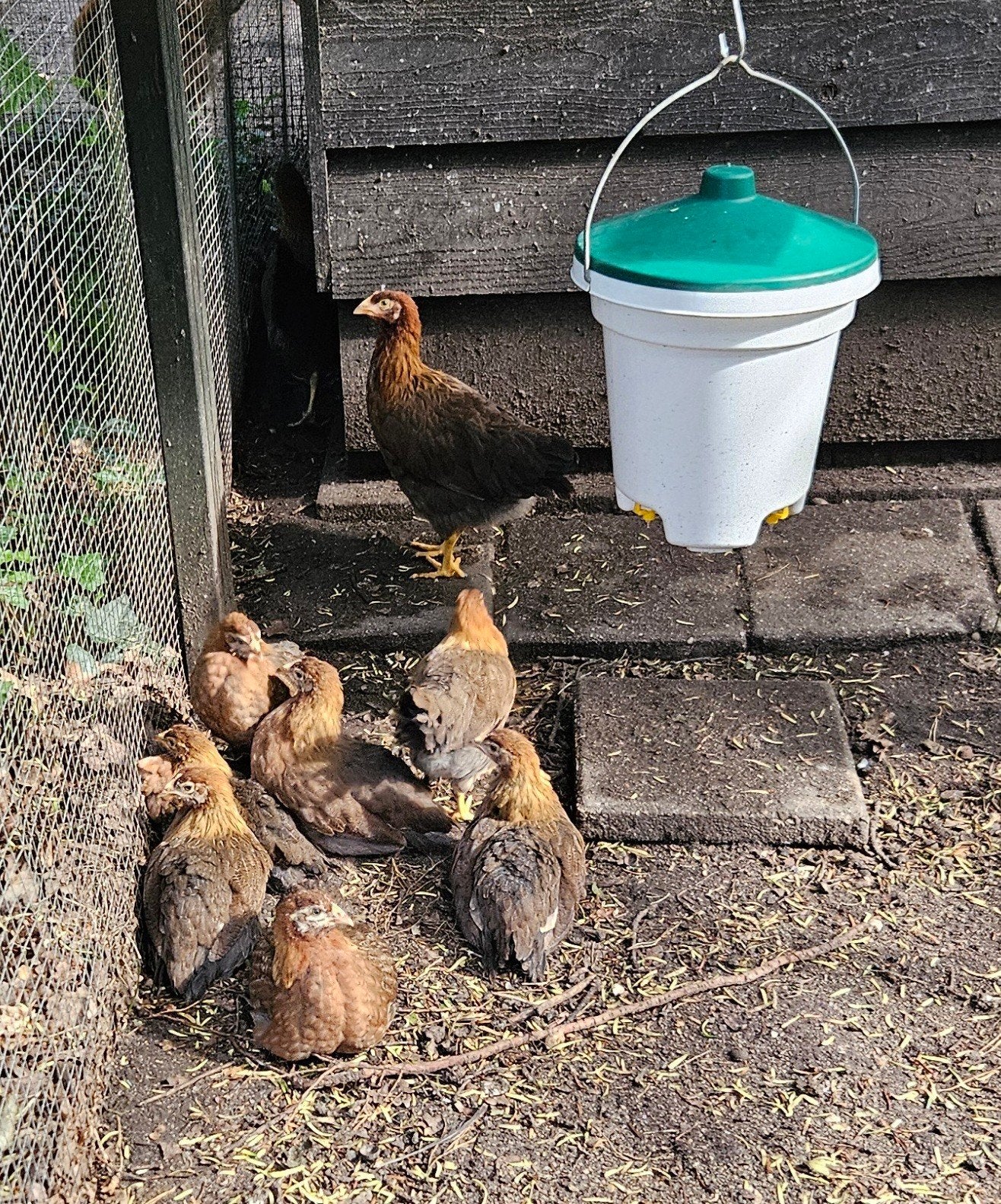 Jonge Welsumer hennen te koop, groot ras., Dieren en Toebehoren, Pluimvee, Vrouwelijk, Kip