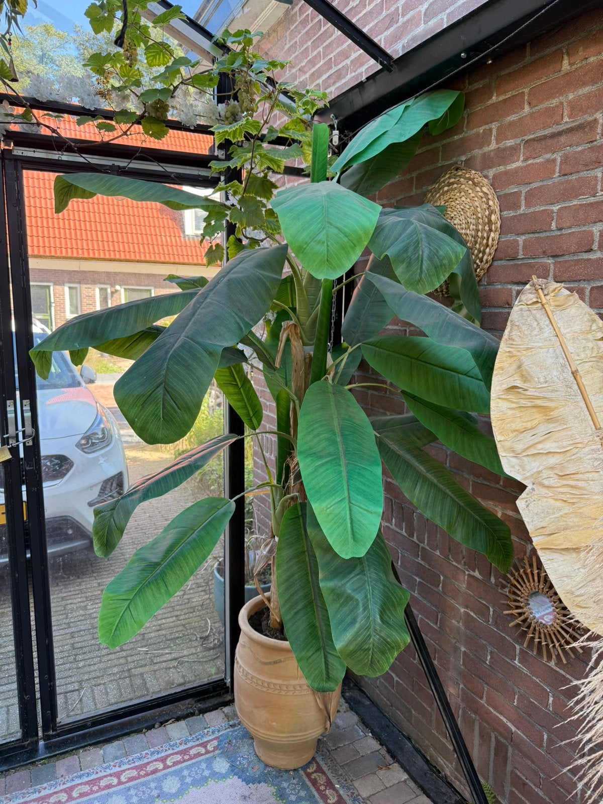 Nep bananen plant inclusief pot, Tuin en Terras, Ophalen, Overige soorten, Volle zon