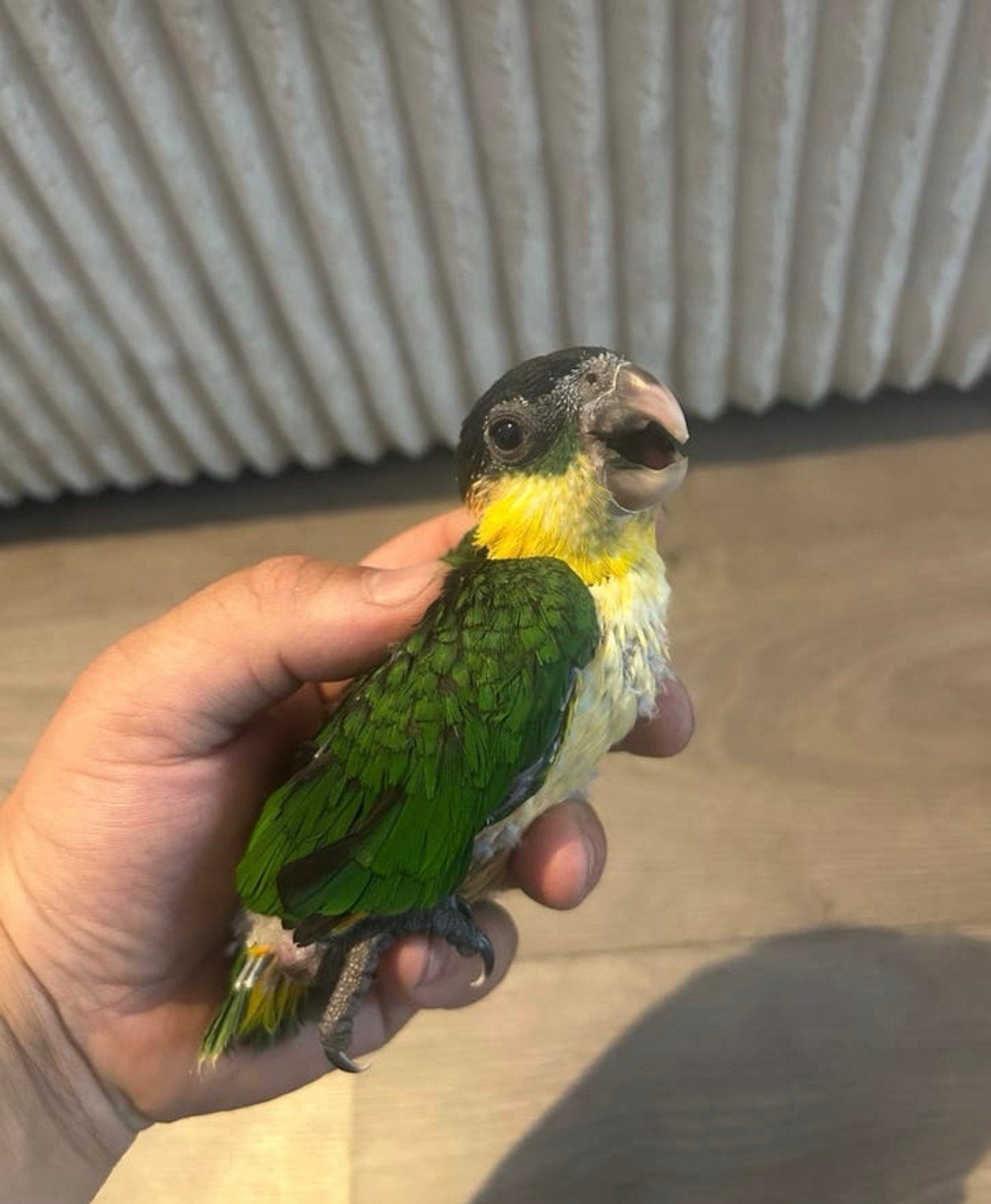 Zwartkop Caiques 2 stuks, Dieren en Toebehoren, Vogels | Parkieten en Papegaaien, Papegaai, Geringd