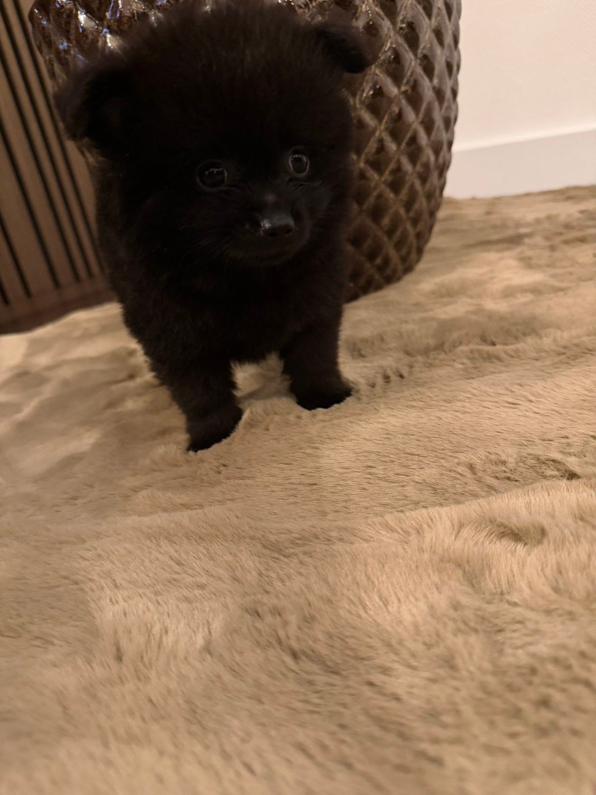 Pomeriaan pups, 8 tot 15 weken, Eén hond, Nederland, Particulier