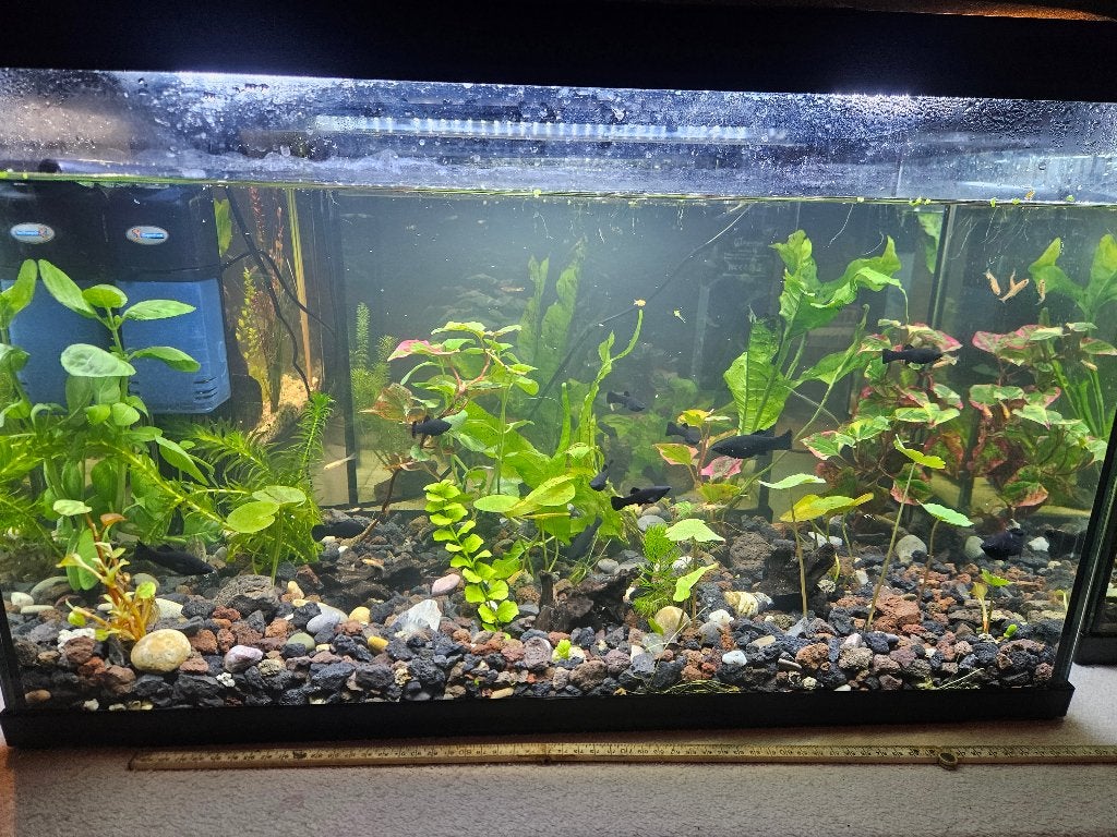Aquarium, Dieren en Toebehoren, Vis, Zoetwatervis