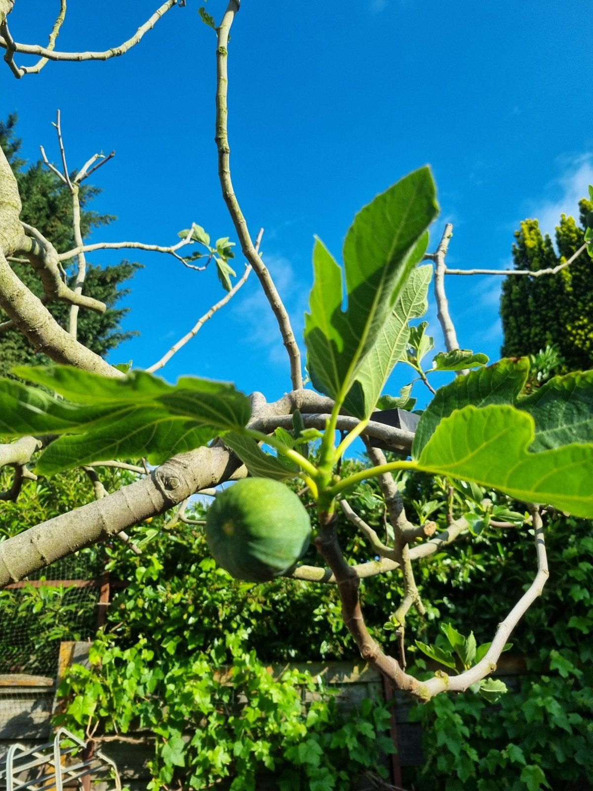 Stekjes vijgenboom, Ophalen of Verzenden, Bloeit niet, Volle zon, Overige soorten