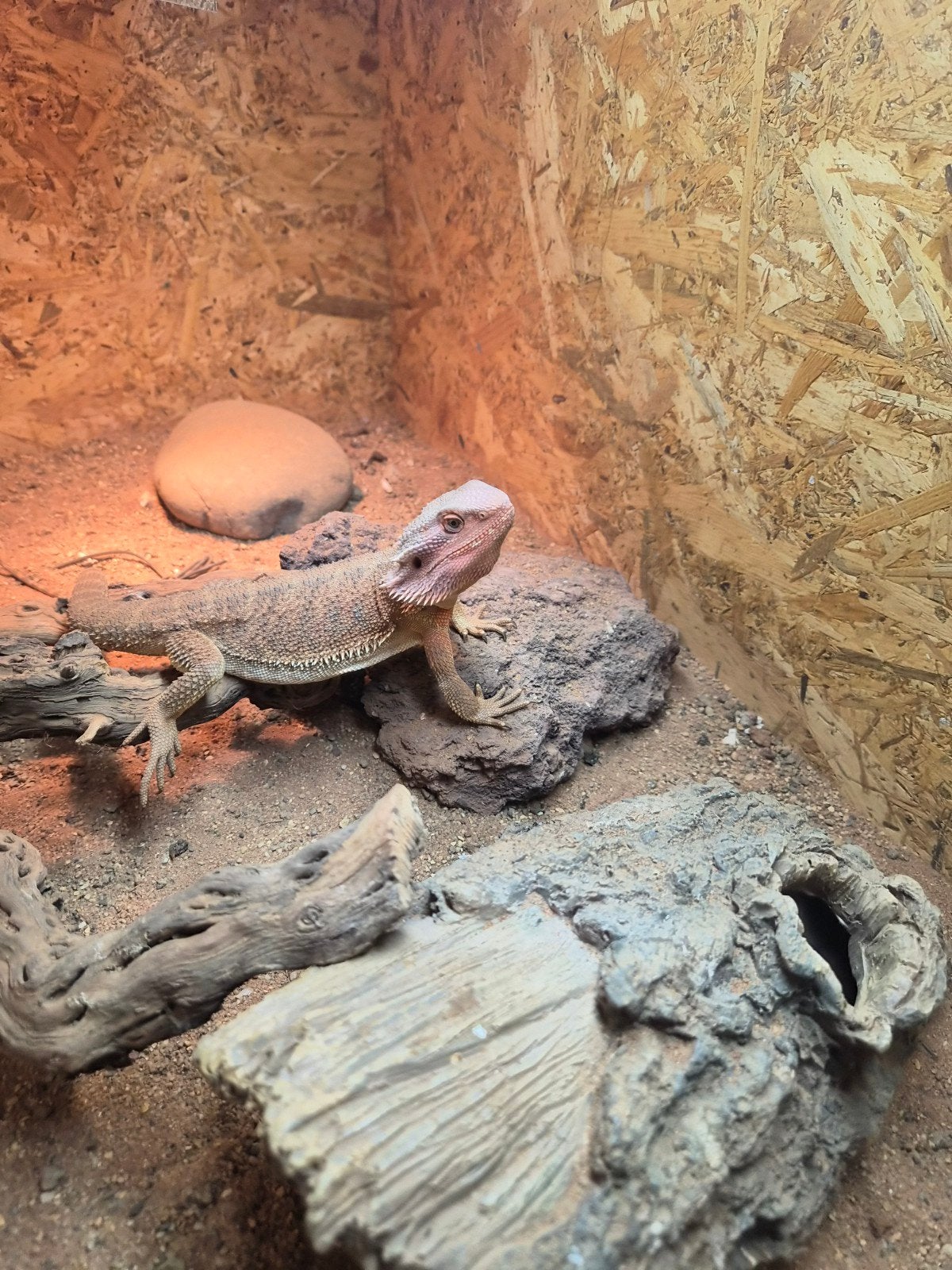 baardagaam Bearded Dragon photo 5