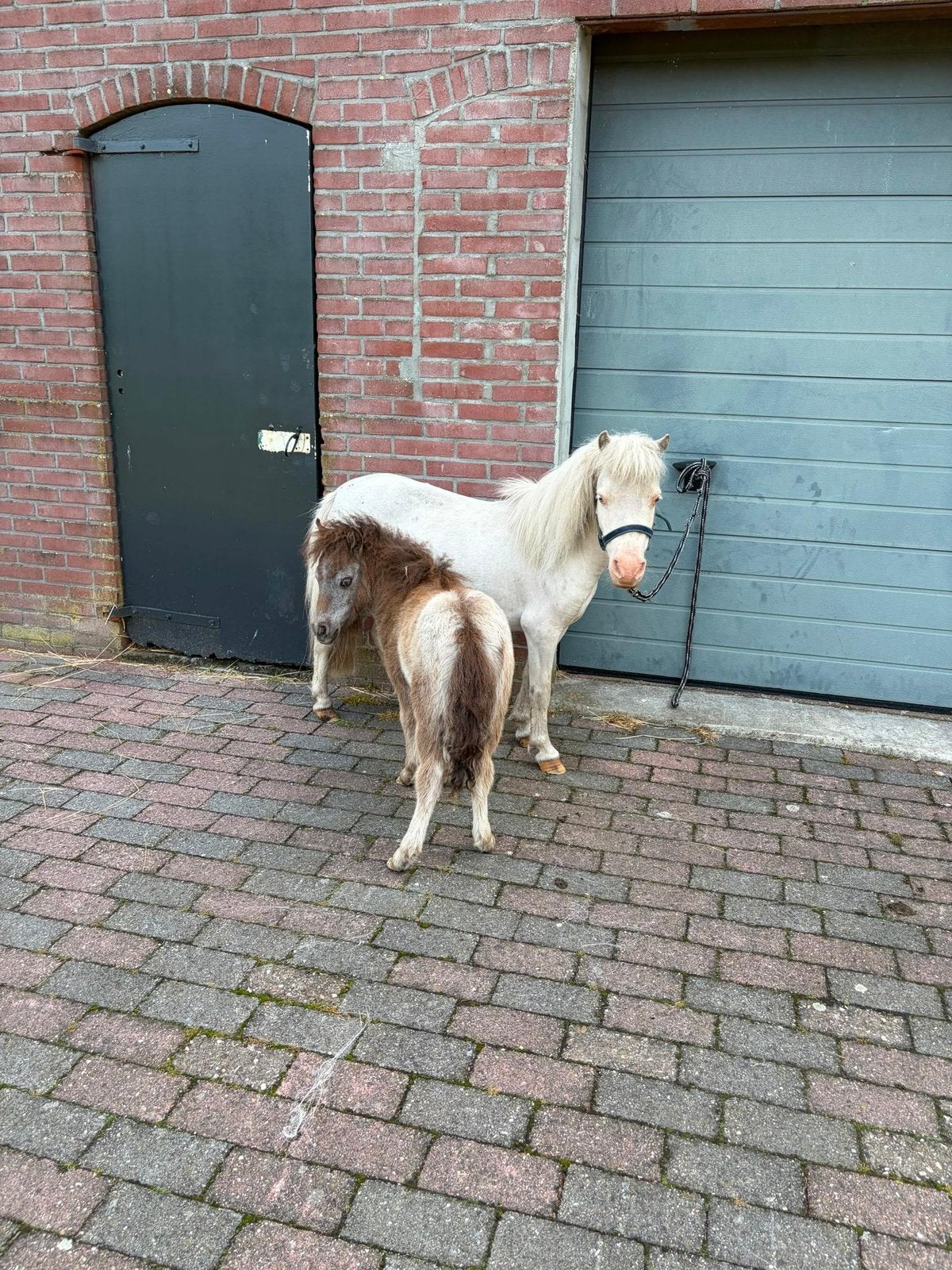 Uniek Cremello merrie met haar mooie merrie veulen, Merrie, A pony (tot 1.17m), 0 tot 2 jaar