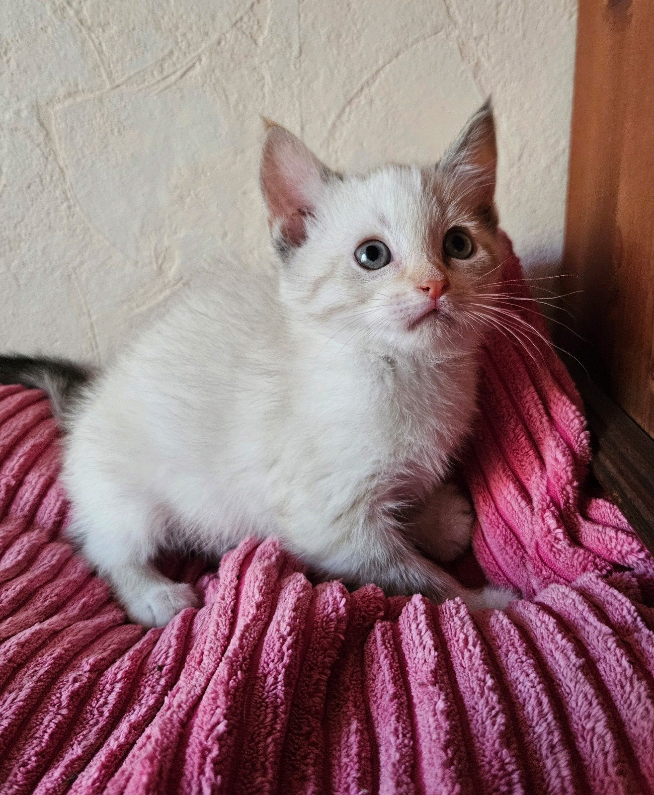 mooi lief kittenpoesje van Heilige Birmaanpoes, Meerdere dieren, Kortharig, 0 tot 2 jaar