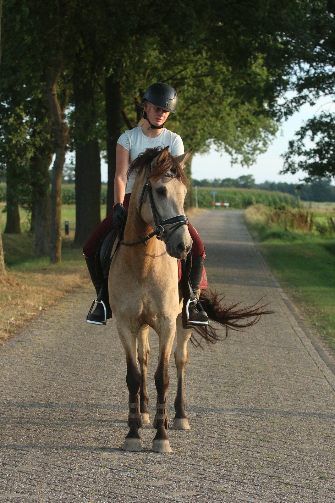 Super leuke D pony, B, 3 tot 6 jaar, D pony (1.37m tot 1.48m), Merrie