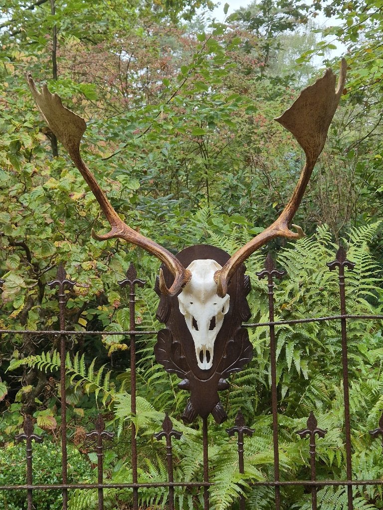 Prachtig Damhert Gewei op Donker Eiken Schild jacht hut a28, Verzamelen, Ophalen, Zo goed als nieuw, Hert, Gewei of Kop
