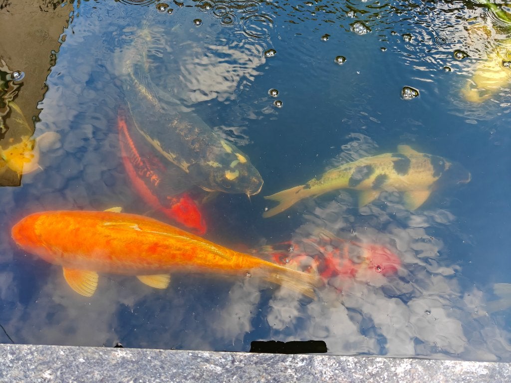 vijver compleet met 14 koi`s  van de japanse kweker, Ophalen, Nieuw
