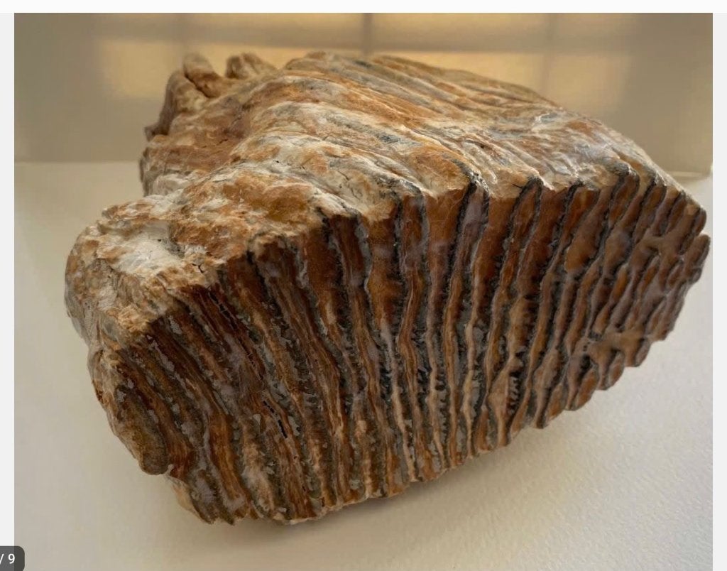 Mega grote Mammoet kies, 4,4 kilo, Noordzee, Verzamelen, Ophalen of Verzenden, Fossiel