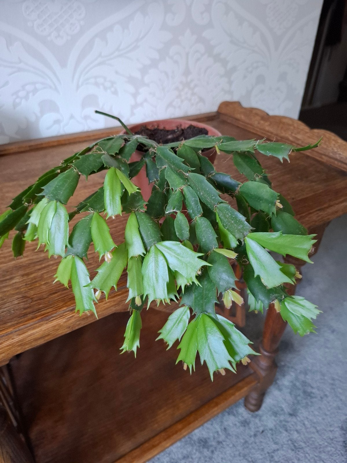 Rhipsalis (Koraalcactus lidcactus) - Unieke hangplant, Ophalen, Overige soorten, Halfschaduw
