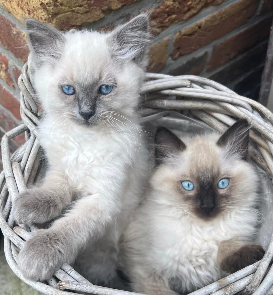 Ben jij het nieuwe personeel van onze Ragdoll kittens?, Dieren en Toebehoren, Katten en Kittens | Raskatten | Langhaar, Meerdere dieren