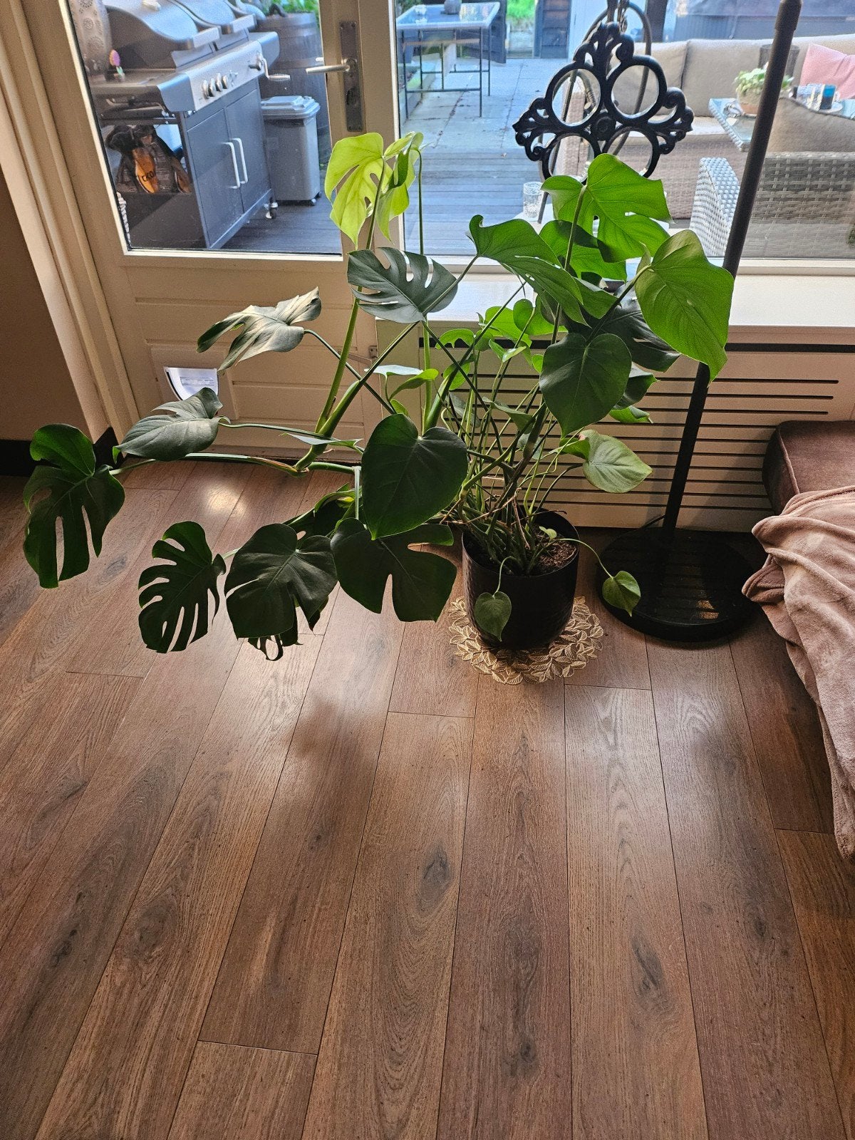 Grote Monstera Deliciosa - Uit z'n potje gegroeid!, Vaste plant, Bloeit niet, Halfschaduw, Ophalen