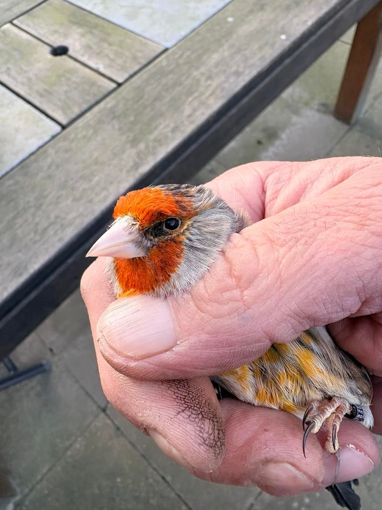 Bastaard putter, Dieren en Toebehoren, Vogels | Overige Vogels, Mannelijk, Wildzangvogel, Geringd