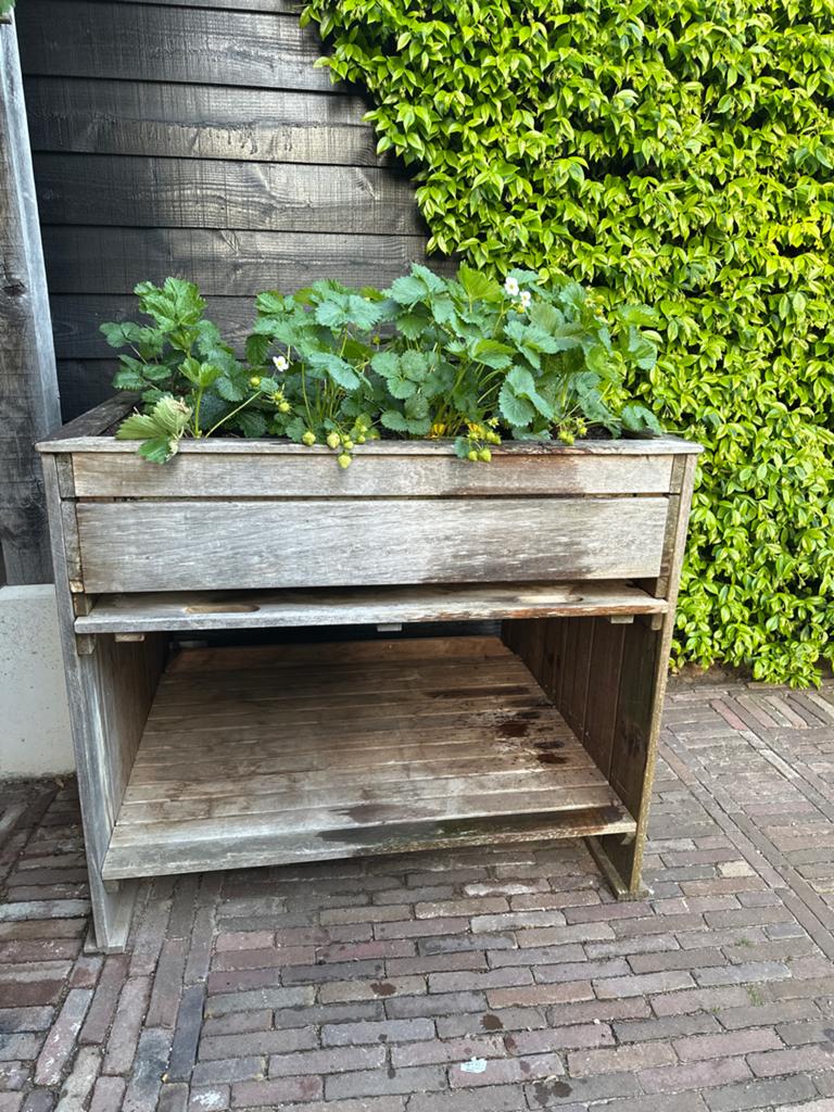 Hardhouten plantenbak/moestuinbak met aardbeienplanten, Tuin en Terras, Ophalen, Gebruikt, 100 cm of meer, Vierkant