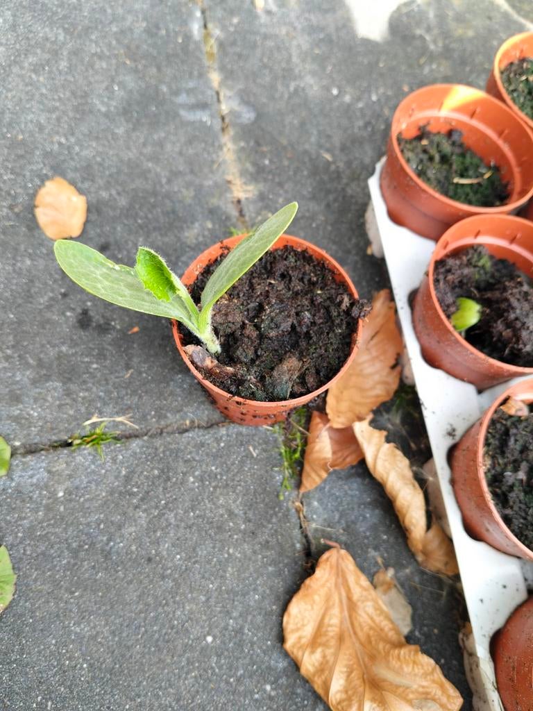 Halloween Pompoen Plantjes - Kweek je eigen pompoenen!, Tuin en Terras, Planten | Tuinplanten, Ophalen, Volle zon, Groenteplanten