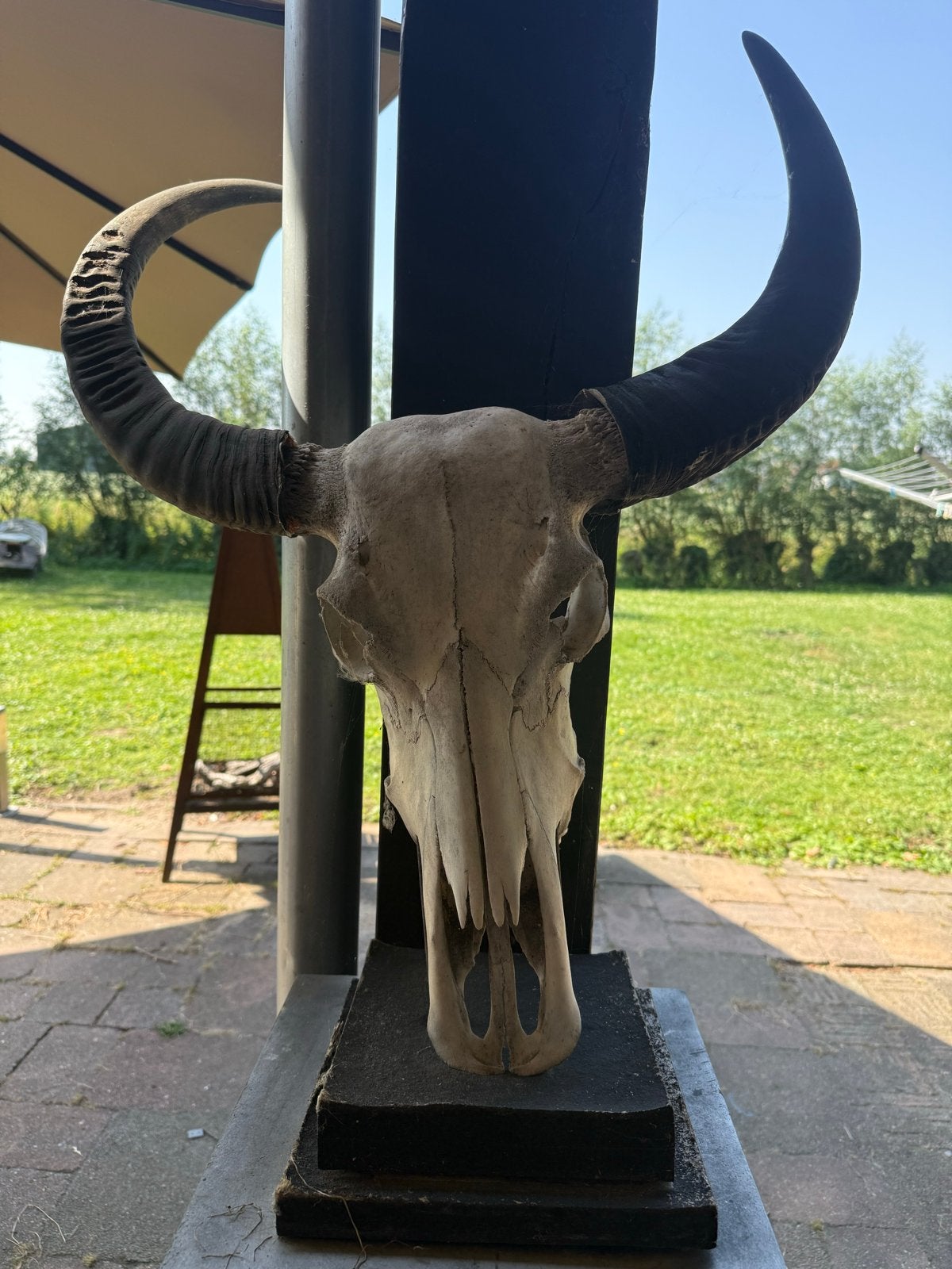 Decoratieve Buffelschedel met Hoorns, Ophalen of Verzenden