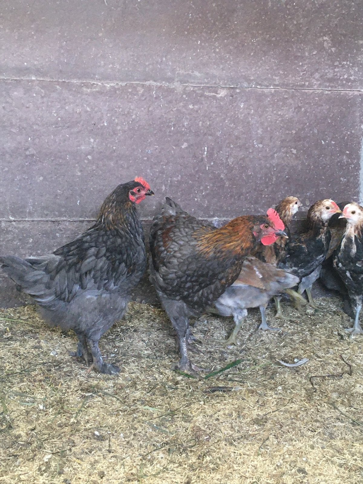 Marans hanen, Mannelijk, Kip