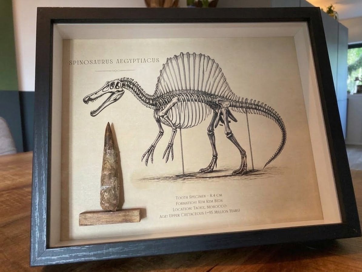 Spinosaurus Fossiele Tand (8.2 cm) – In Luxe Display, Verzamelen, Ophalen of Verzenden, Fossiel