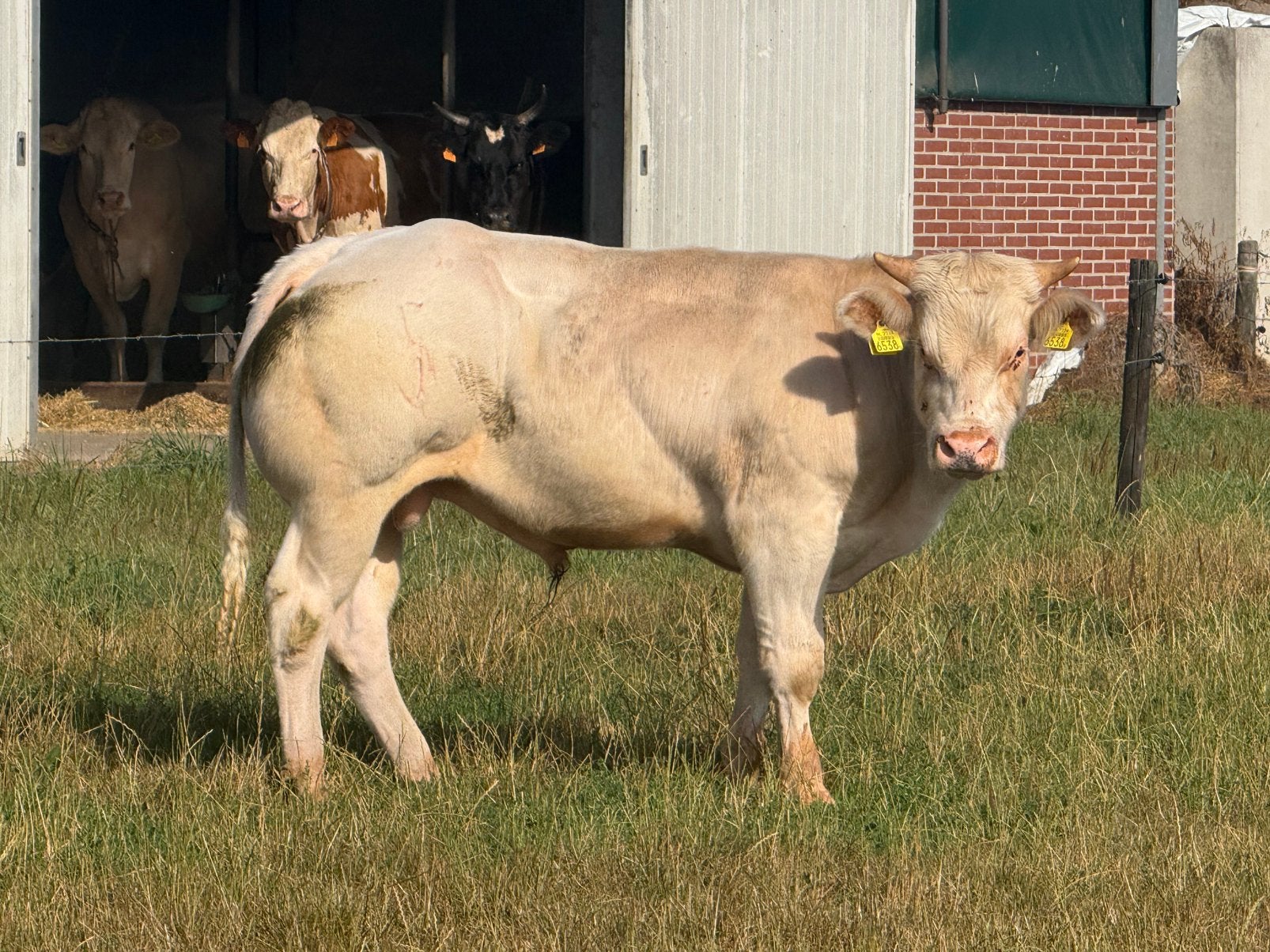 Luxe dikbil dek stier te koop, Dieren en Toebehoren, Mannelijk