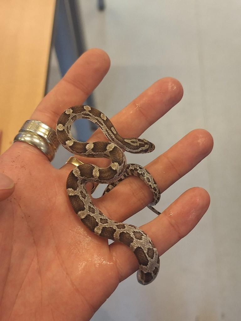 Rattenslangen jong Rat Snake - unknown for sale from Antwan de Graaf
