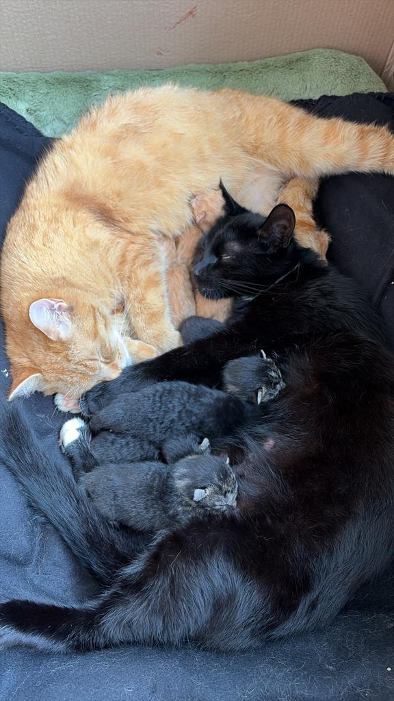 Europese Korthaar Kittens, Dieren en Toebehoren, Katten en Kittens | Overige Katten, Meerdere dieren