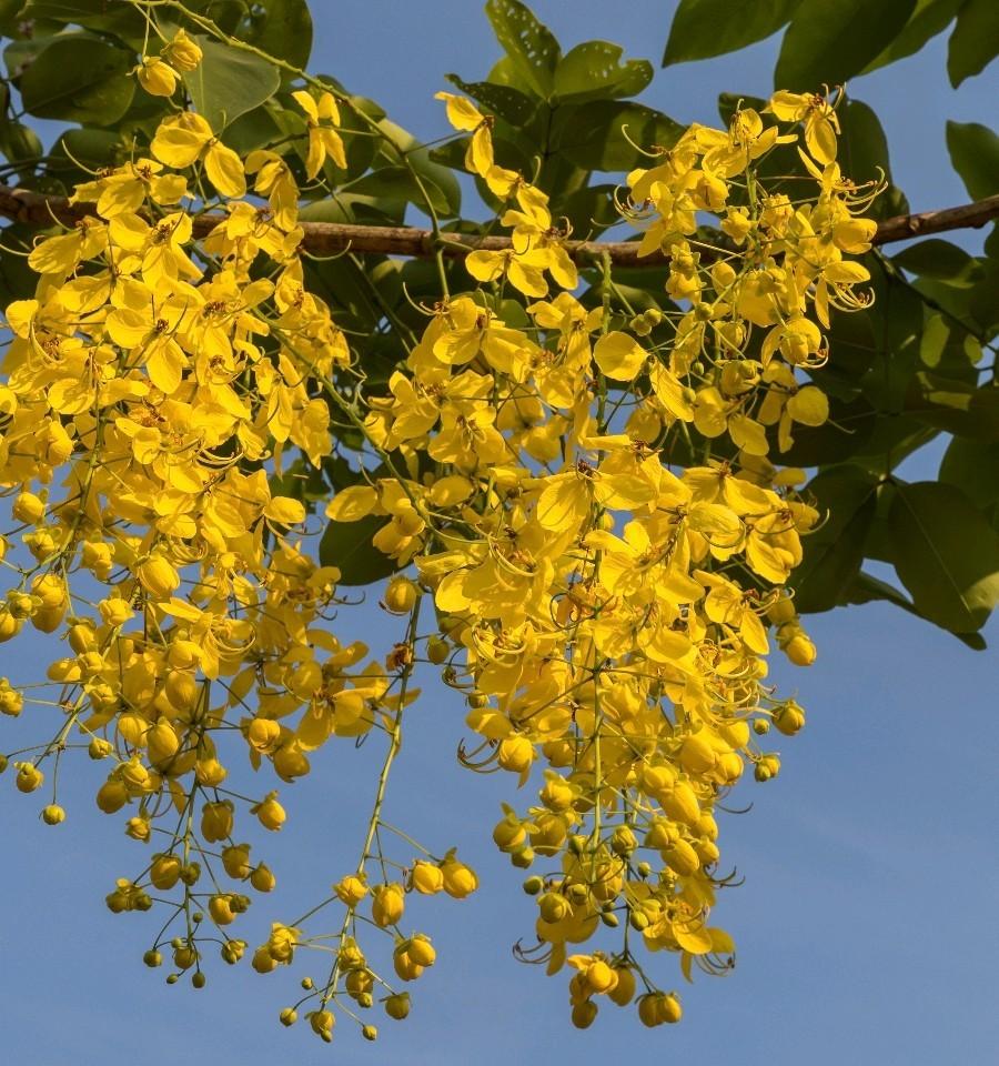 Gouden Regen als boom (Laburnum watereri 'Vossii') | OP = OP, Overige soorten, Lente, 250 tot 400 cm, Ophalen
