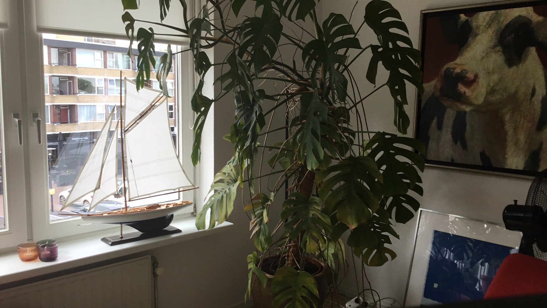 Kamer vingerplant, Huis en Inrichting, Ophalen, Gebruikt