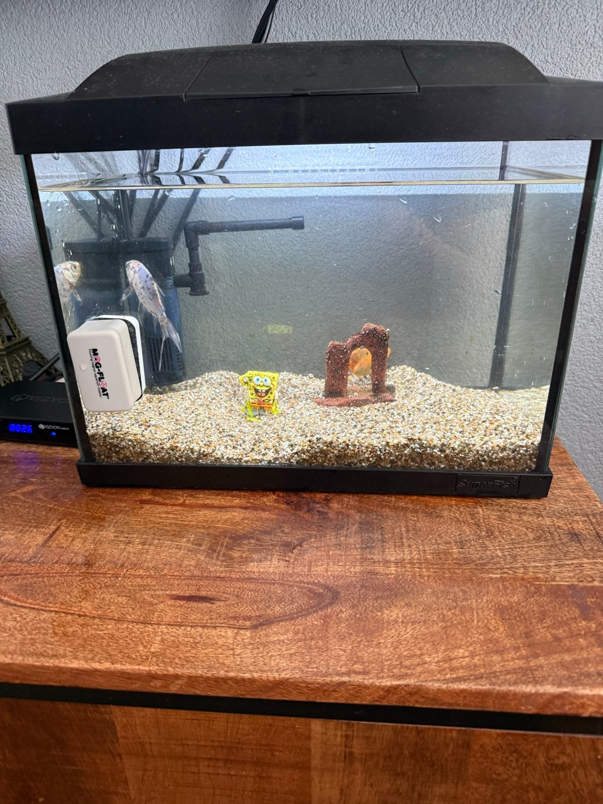 Aquarium met 2 goudvissen, Ophalen, Gebruikt, Vissenkom