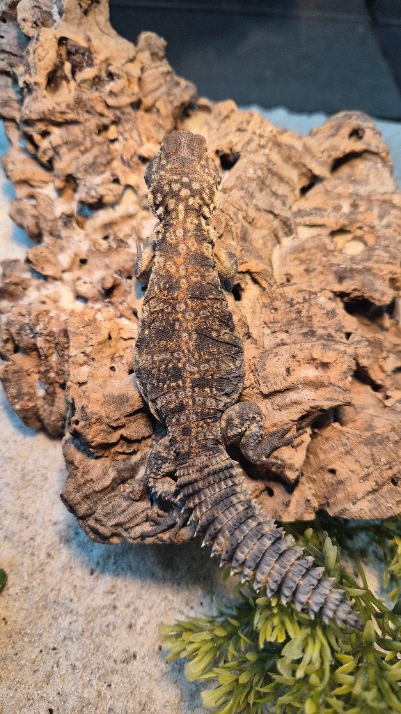 Doornstaartagame (Uromastyx dispar flavifasciata), Hagedis, 0 tot 2 jaar