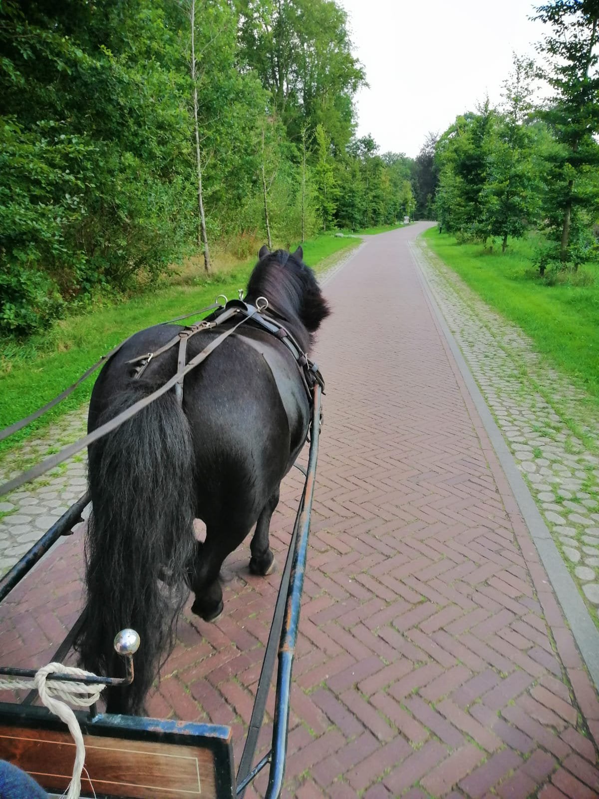 Gezocht - leuke verzorgpony of paard voor mennen, Vacatures, Vanaf 10 jaar, Overige vormen
