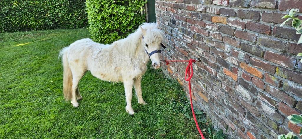 Witte/fewspot hengst, Dieren en Toebehoren, Paarden en Pony's | Dekhengsten en Fokmerries, Hengst