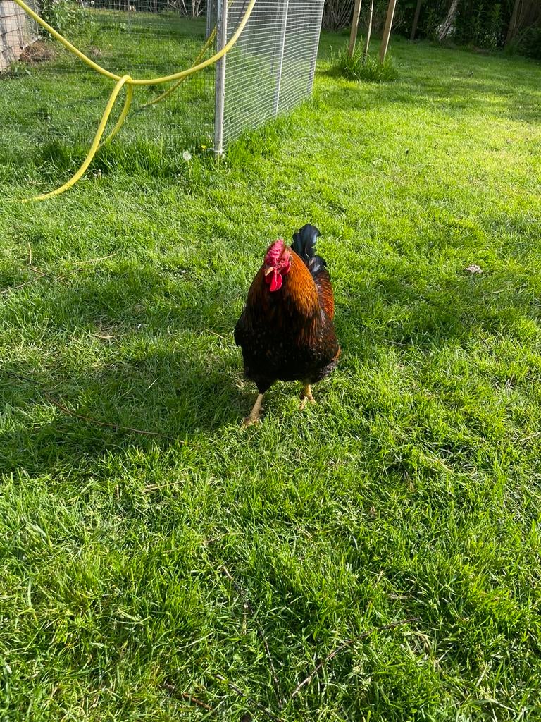 Haan Wyandotte, Dieren en Toebehoren, Pluimvee, Mannelijk, Kip
