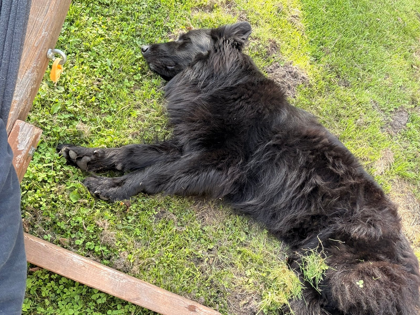 Zwarte herder, Reu, 3 jaar, Dieren en Toebehoren, Particulier, Reu, Buitenland, Eén hond