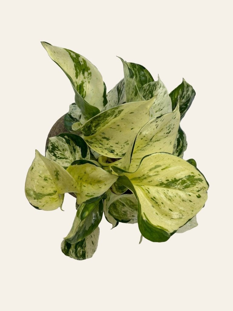 Epipremnum  Happy leaf p12, Huis en Inrichting, Kamerplanten, Ophalen of Verzenden, Halfschaduw, Minder dan 100 cm