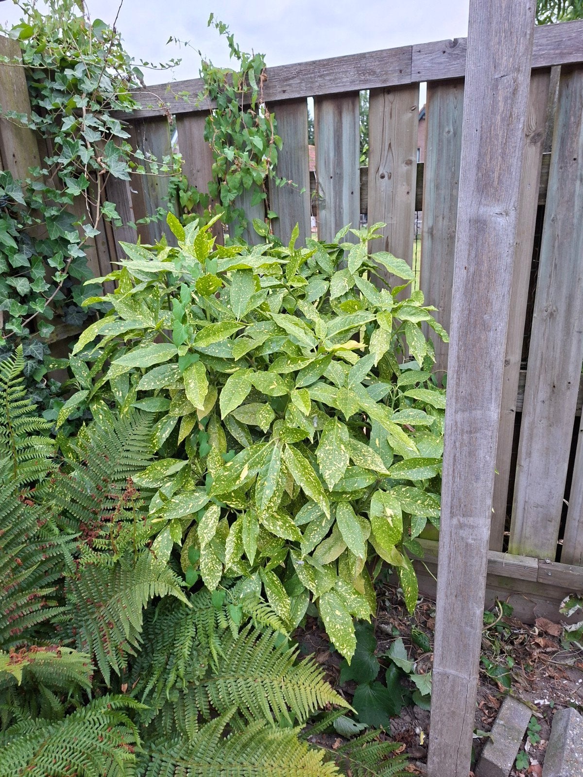 Japanse aucuba (Aucuba, Tuin en Terras, Planten | Bomen, Ophalen, Halfschaduw, Overige soorten, Minder dan 100 cm