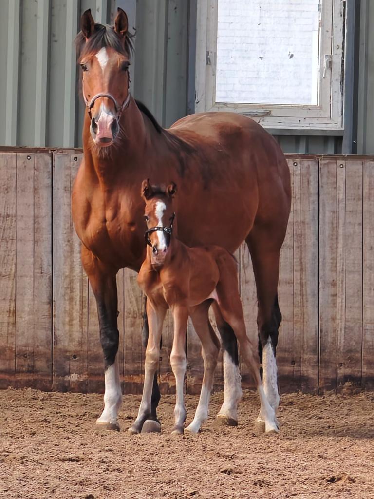 ZZ zwaar sport, ster fokmerrie met hengst veulen te koop!!, Dieren en Toebehoren, Merrie, ZZ, Met stamboom, Dressuurpaard