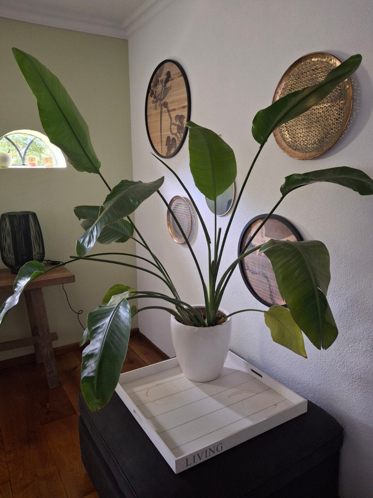 Strelitzia in pot, Huis en Inrichting, Kamerplanten, Ophalen, 100 tot 150 cm, Overige soorten, In pot