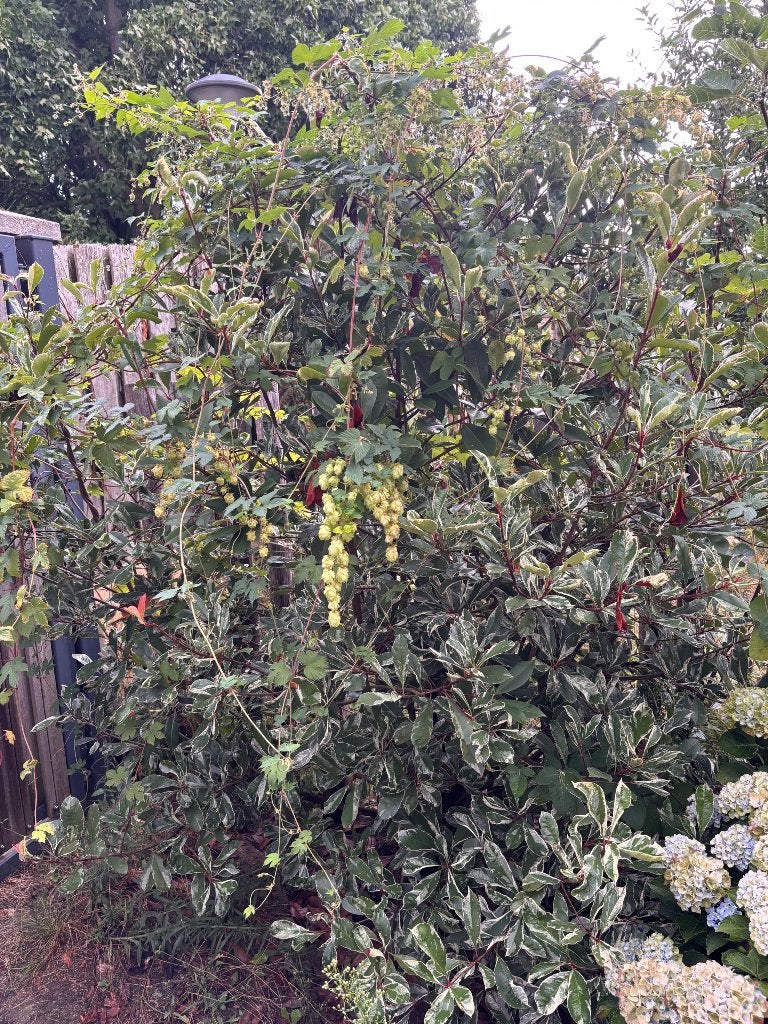Gratis plant, Tuin en Terras, Ophalen, Vaste plant, Overige soorten, Volle zon