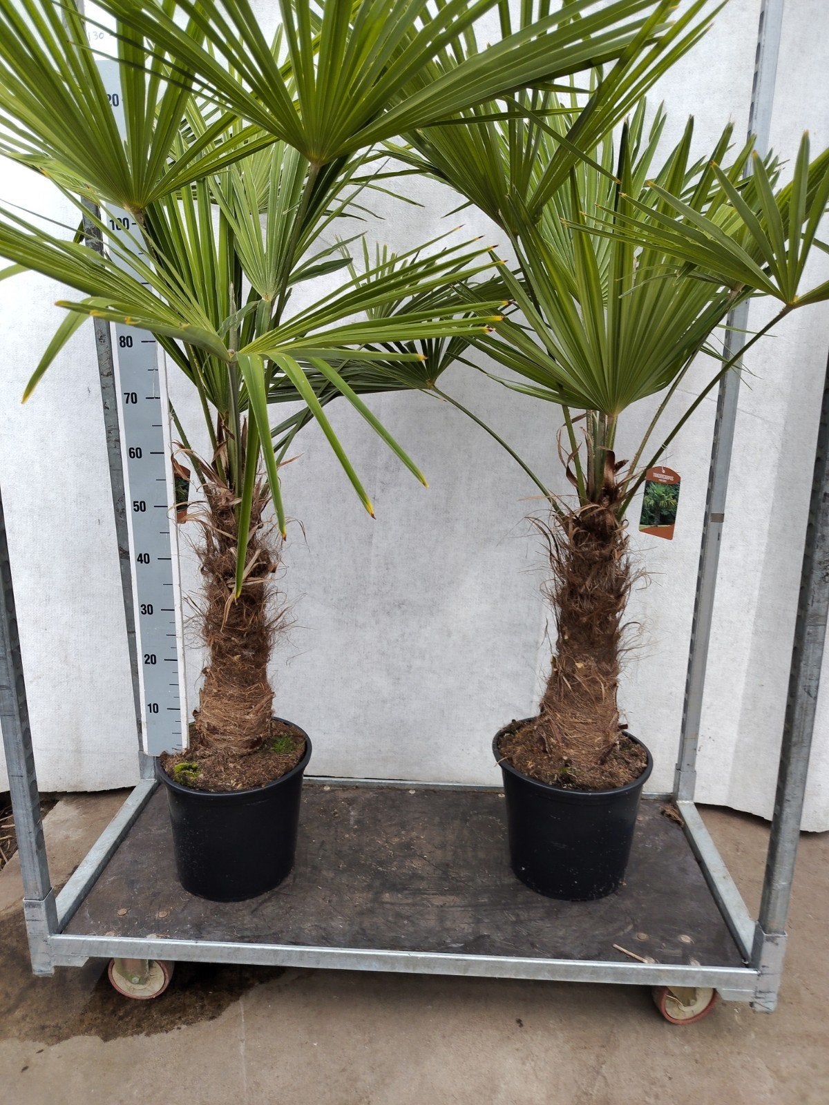 Trachycarpus Fortunei - Winterharde Palmboom, Tuin en Terras, Volle zon, Vaste plant, Zomer, Ophalen
