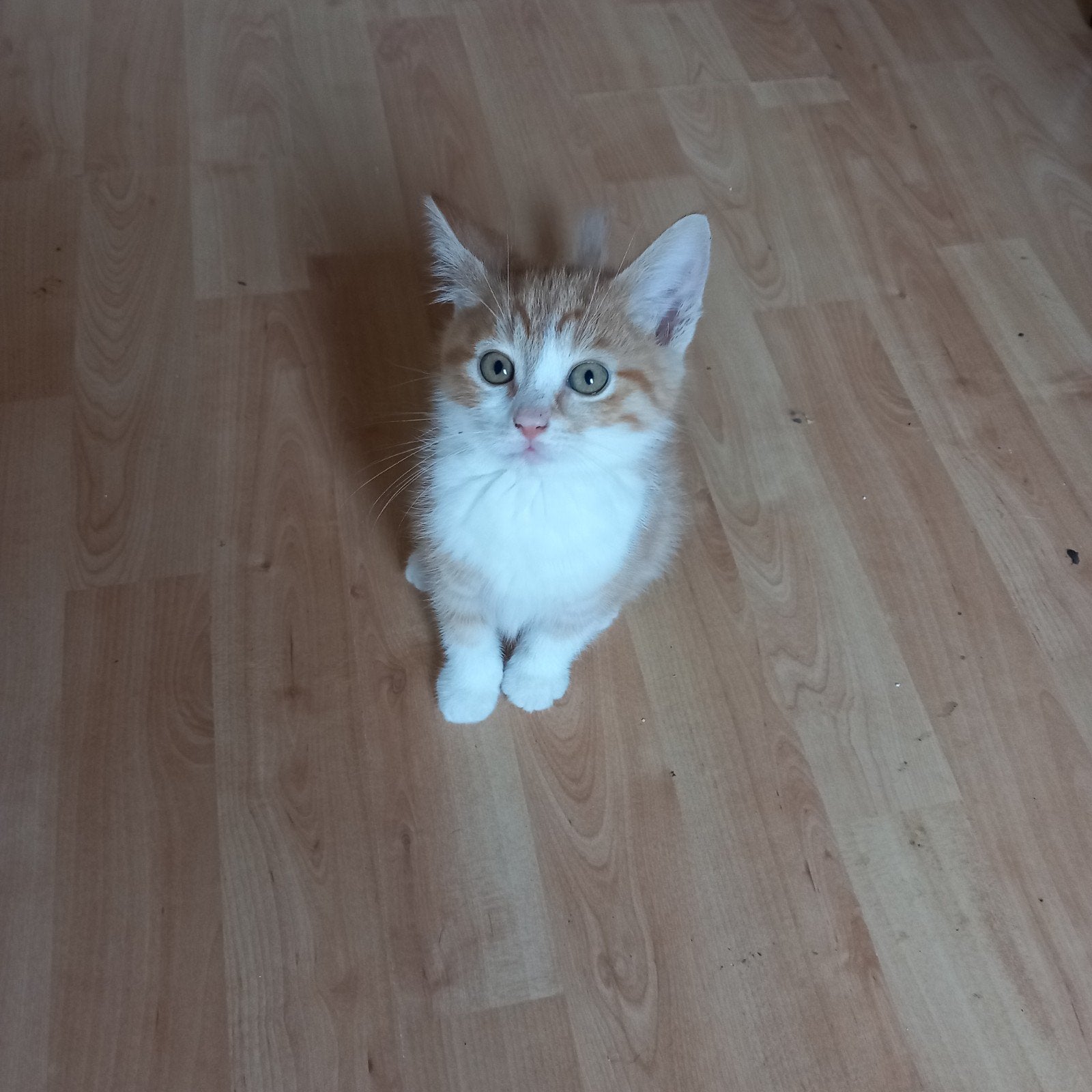 Kittens voor adoptie aangeboden, Dieren en Toebehoren