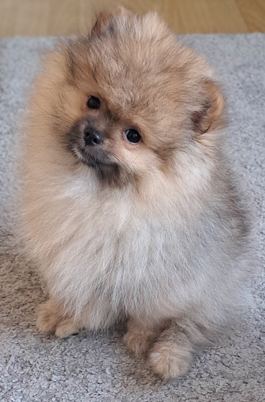 Pomeranian puppy's, Parvo, 8 tot 15 weken, Eén hond, Nederland
